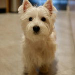 Un West Highland Doxie assis sur un parquet et regardant vers la caméra
