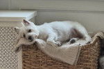 Un West Highland Doxie allongé dans un panier et regardant vers la caméra  