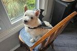 Un West Highland Doxie assis sur une chaise et regardant vers la caméra