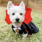 Un West Highland Doxie assis sur une surface herbeuse et portant un costume