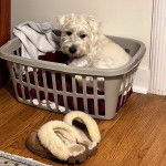 Un West Highland Doxie assis dans un panier 