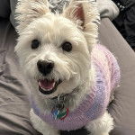 Un West Highland Doxie assis portant un manteau en laine, un collier autour du et semblant aboyer