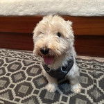 Un West Highland Doxie assis sur un tapis et portant un harnais