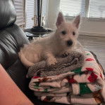 Un West Highland Doxie allongé sur des couvertures dans un canapé et regardant vers la caméra