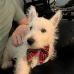 Un West Highland Doxie allongé sur un canapé portant un noeud autour du cou et se faisant caresser les poils.