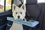Un West Highland Doxie assis dans un panier sur le siège arrière d'une voiture