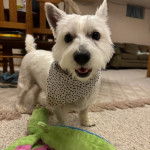 Un West Highland Doxie sur un tapis et portant un foulard au cou