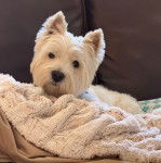 Un West Highland Doxie allongé sur canapé et regardant vers la caméra