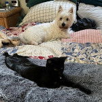 Un West Highland Doxie allongé sur lit non loin d'un chat et regardant vers la caméra