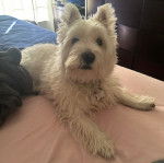 Un West Highland Doxie allongé sur un lit et regardant vers la caméra