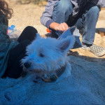 Un West Highland Doxie recouvert de sable et portant un collier autour du cou