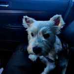 Un West Highland Doxie assis sur le siège d'une voiture et portant un harnais