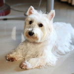 Un West Highland Doxie allongé sur un sol carrelé