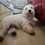 Un West Highland Doxie allongé sur un sol carrelé et portant un foulard au cou