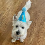 Un West Highland Doxie sur parquet portant un collier au cou et ayant une tétine à la bouche