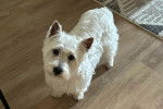 Un West Highland Doxie sur un parquet et regardant vers la caméra