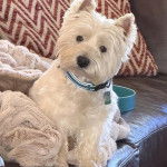 Un West Highland Doxie assis sur un canapé et portant un collier autour du cou