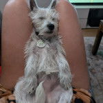 Un West Highland Doxie allongé sur les cuisses d'une personne et portant un collier au cou