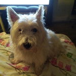 Un West Highland Doxie assis sur un lit et regardant vers la caméra