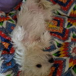 Un West Highland Doxie allongé sur le dos, sur une couverture et regardant vers la caméra 