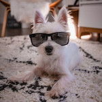 Un West Highland Doxie allongé sur un tapis et portant des lunettes