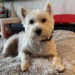 Un West Highland Doxie allongé et regardant vers la caméra