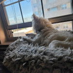 Un West Highland Doxie allongé sur un couchage pour chien portant un collier et regardant par la fenêtre