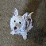 Un West Highland Doxie assis sur une moquette portant un habit pour chien et regardant vers la caméra