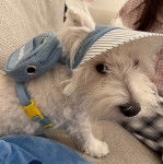 Un West Highland Doxie portant une collerette pour chien, un sac à dos et regardant vers la caméra