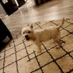 Un West Highland Doxie sur un tapis regardant la caméra et ayant la gueule ouverte 