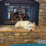 Un West Highland Doxie allongé non loin d'un foyer au bois 