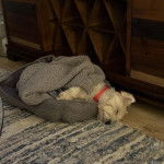 Un West Highland Doxie dormant dans son couchage et portant un collier au cou  