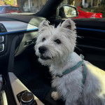 Un West Highland Doxie assis sur le siège d'une voiture et portant un harnais