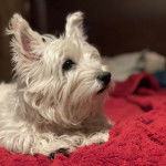 Profil d'un West Highland Doxie allongé sur une couverture de couleur rouge