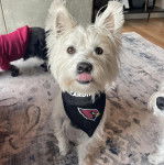 Un West Highland Doxie assis sur un tapis portant un foulard et se léchant les babines