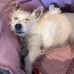 Un West Highland Doxie allongé dans un couchage pour chien et semblant dormir