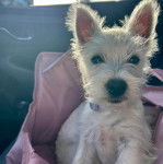 Un West Highland Doxie assis dans un sac sur le siège d'une voiture et portant un collier