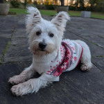 Un West Highland Doxie allongé sur un terrain bétonné et portant un manteau pour chien
