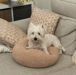 Un West Highland Doxie allongé sur un coussin et portant un collier au cou