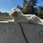 Un West Highland Doxie allongé sur un mur de pierre ayant la gueule ouverte et tenu en laisse