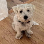 Un West Highland Doxie assis sur un parquet et portant un collier au cou