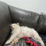 Un West Highland Doxie allongé dans un canapé et semblant dormir