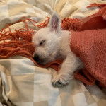 Un West Highland Doxie allongé sur un lit et recouvert d'une couverture en laine