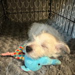 Un West Highland Doxie allongé dans sa cage et semblant dormir