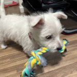 Un West Highland Doxie marchant sur un parquet et tenant une corde dans sa bouche