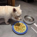 Un West Highland Doxie voulant manger dans une assiette
