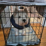 Un West Highland Doxie assis dans une cage et regardant vers la caméra