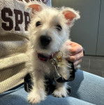 Un West Highland Doxie assis sur les cuisses d'une personne et qui est tenu en laisse