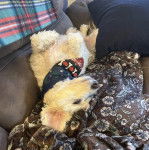 Un West Highland Doxie allongé dans un canapé et portant un foulard autour du cou