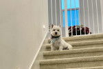 Un West Highland Doxie assis sur l'une des marches d'un escalier et portant un foulard au cou